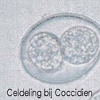 Coccidiën